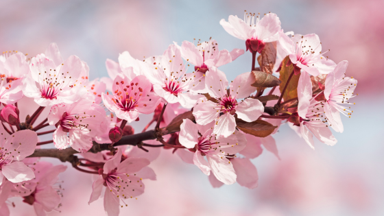 Can't-Miss Spring Flowers Around Long Island | Laffey Real Estate